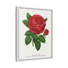 Red rose, General Jacquemont flower lithograph. Digitally enhanced from our own original 1900 edition plates of Botanical Specimen published by Rochester Lithographing