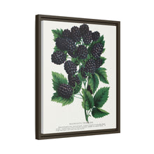 Wachusett Blackberry Lithograph | Vintage Botanical Wall Art