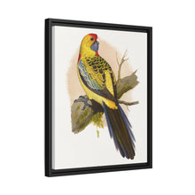 Lydon's Yellow-Rumped Parrakeet | Vintage Bird Wall Art Print