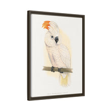 Great Salmon-Crested Cockatoo (CACATUA MOLUCCENSIS) colored wood-engraved plate by Alexander Francis Lydon.