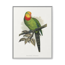 Barraband's Parakeet (Polytelis swainsonii) colored wood-engraved plate by Alexander Francis Lydon - NOMADEN ART GALLERY