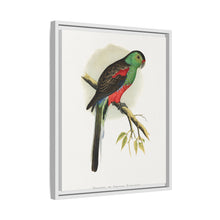 Beautiful or Paradise Parrakeet (Psephotus pulcherrimus) colored wood-engraved plate by Alexander Francis Lydon