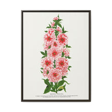 Prunus Triloba flower lithograph. Digitally enhanced from our own original 1900 edition plates of Botanical Specimen published by Rochester Lithographing - NOMADEN ART GALLERY