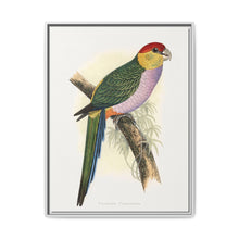 Pileated Parrakeet (Pionopsitta pileata) colored wood-engraved plate by Alexander Francis Lydon. - NOMADEN ART GALLERY