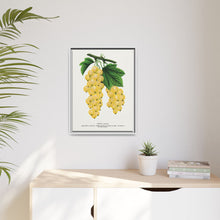White Grape Lithograph | Vintage Botanical Wall Art Print