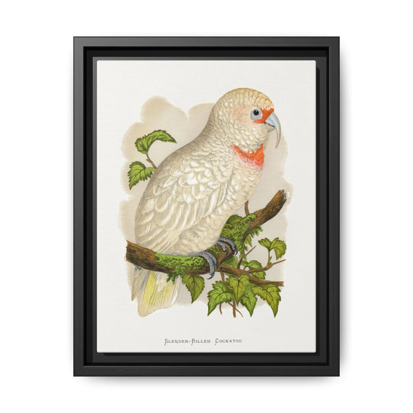 Slender-Billed Cockatoo (Cacatua tenuirostris) colored wood-engraved plate by Alexander Francis Lydon. - NOMADEN ART GALLERY