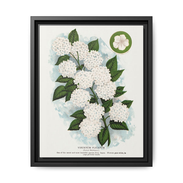 Japanese snowball flower lithograph. Digitally enhanced from our own original 1900 edition plates of Botanical Specimen published by Rochester Lithographing - NOMADEN ART GALLERY