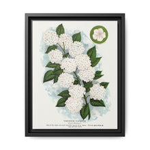 Japanese snowball flower lithograph. Digitally enhanced from our own original 1900 edition plates of Botanical Specimen published by Rochester Lithographing - NOMADEN ART GALLERY
