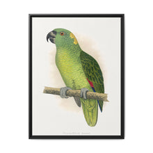 Yellow-Naped Amazon (Amazona auropalliata) colored wood-engraved plate by Alexander Francis Lydon - NOMADEN ART GALLERY