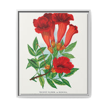 Trumpet flower lithograph. Digitally enhanced from our own original 1900 edition plates of Botanical Specimen published by Rochester Lithographing - NOMADEN ART GALLERY
