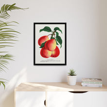 Vermont Beauty pear lithograph. Digitally enhanced from our own original 1900 edition plates of Botanical Specimen published by Rochester Lithographing