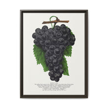 Early Ohio grape lithograph. Digitally enhanced from our own original 1900 edition plates of Botanical Specimen published by Rochester Lithographing - NOMADEN ART GALLERY