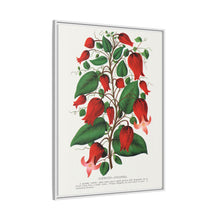 Prunus Triloba flower lithograph. Digitally enhanced from our own original 1900 edition plates of Botanical Specimen published by Rochester Lithographing