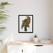 Mountain Parrot (Nestor notabilis) colored wood-engraved plate by Alexander Francis Lydon