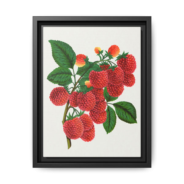 Shaffer's Colossal Raspberry Lithograph (1900) - NOMADEN ART GALLERY