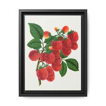 Shaffer's Colossal Raspberry Lithograph (1900) - NOMADEN ART GALLERY