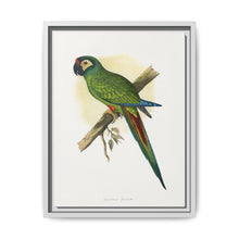 llliger's Macaw (Primolius maracana) colored wood-engraved plate by Alexander Francis Lydon - NOMADEN ART GALLERY