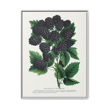 Wachusetts Thornless blackberry lithograph. Digitally enhanced from our own original 1900 edition plates of Botanical Specimen published by Rochester Lithographing - NOMADEN ART GALLERY