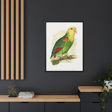 Double-Fronted or Le Vaillant's Amazon (Amazona oratrix) colored wood-engraved plate by Alexander Francis Lydon.