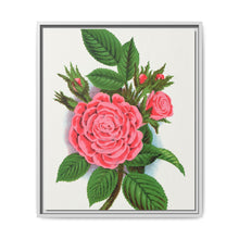 Pink rose, Salet Moss lithograph. Digitally enhanced from our own original 1900 edition plates of Botanical Specimen published by Rochester Lithographing - NOMADEN ART GALLERY
