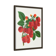 Shaffer's Colossal Raspberry Lithograph (1900)