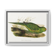 Green Ground Parrot (Pezoporus wallicus) colored wood-engraved plate by Alexander Francis Lydon - NOMADEN ART GALLERY