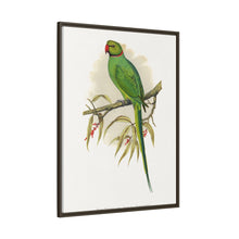 Ring-Necked or Bengal Parakeet (Psittacula columboides) colored wood-engraved plate by Alexander Francis Lydon