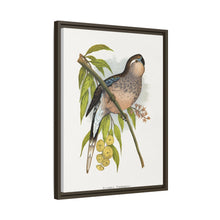 Bourke's Parrakeet (Neopsephotus bourkii) colored wood-engraved plate by Alexander Francis Lydon.