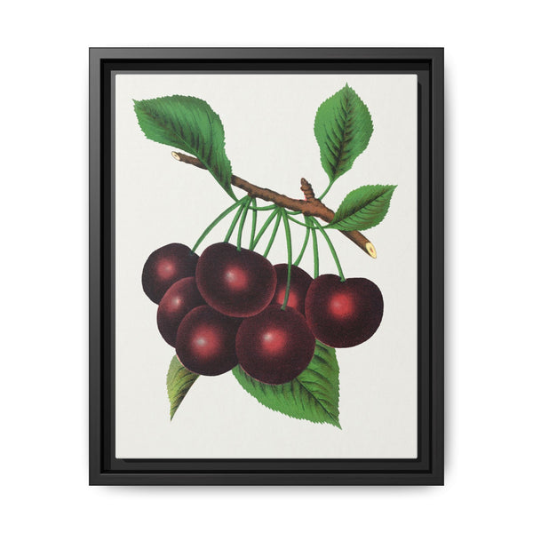 Black Tartarian cherry lithograph. Digitally enhanced from our own original 1900 edition plates of Botanical Specimen published by Rochester Lithographing - NOMADEN ART GALLERY