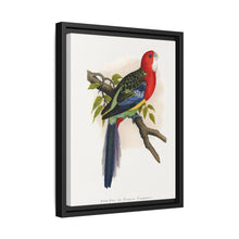 Rose-Hill or Rosella Parrakeet (Platycercus eximius) colored wood-engraved plate by Alexander Francis Lydon