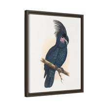 Great Black Cockatoo (Probosciger aterrimus) colored wood-engraved plate by Alexander Francis Lydon