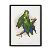 Passerine or Blue-winged Parrakeet (Psittacula columboides) colored wood-engraved plate by Alexander Francis Lydon - NOMADEN ART GALLERY