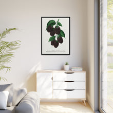 Lucretia Dewberry lithograph. Digitally enhanced from our own original 1900 edition plates of Botanical Specimen published by Rochester Lithographing