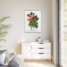 Pink roses, Crested Moss lithograph. Digitally enhanced from our own original 1900 edition plates of Botanical Specimen published by Rochester Lithographing