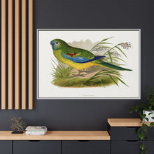 Turquoisine (Neophema pulchella) colored wood-engraved plate by Alexander Francis Lydon