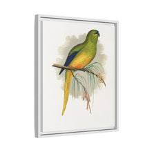 Elegant Parrakeet (Neophema elegans) colored wood-engraved plate by Alexander Francis Lydon