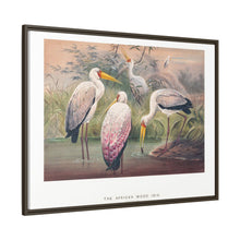 The African Wood Ibis from Zoological sketches (1861-1867) by Joseph Wolf and Philip Lutley Sclater