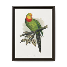 Barraband's Parakeet (Polytelis swainsonii) colored wood-engraved plate by Alexander Francis Lydon - NOMADEN ART GALLERY