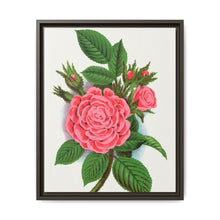Pink rose, Salet Moss lithograph. Digitally enhanced from our own original 1900 edition plates of Botanical Specimen published by Rochester Lithographing - NOMADEN ART GALLERY
