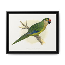 Golden-Crowned Conure (Aratinga auricapillus) colored wood-engraved plate by Alexander Francis Lydon - NOMADEN ART GALLERY