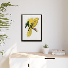 Golden or Queen Bavaria's Parrot (Guaruba guarouba) colored wood-engraved plate by Alexander Francis Lydon.