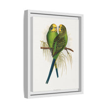 Budgerigar (Melopsittacus undulatus) colored wood-engraved plate by Alexander Francis Lydon