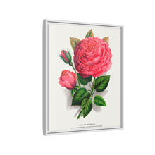 Pink rose, Anna De Diesbach lithograph. Digitally enhanced from our own original 1900 edition plates of Botanical Specimen published by Rochester Lithographing