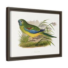 Turquoisine (Neophema pulchella) colored wood-engraved plate by Alexander Francis Lydon