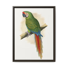 Military Macaw (Ara militaris) colored wood-engraved plate by Alexander Francis Lydon - NOMADEN ART GALLERY