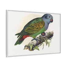 Red-Vented Parrot (Amazona martinicana) colored wood-engraved plate by Alexander Francis Lydon
