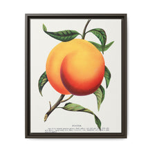 Foster peach lithograph. Digitally enhanced from our own original 1900 edition plates of Botanical Specimen published by Rochester Lithographing - NOMADEN ART GALLERY