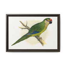 Golden-Crowned Conure (Aratinga auricapillus) colored wood-engraved plate by Alexander Francis Lydon - NOMADEN ART GALLERY