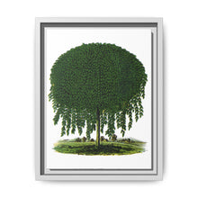 Kilmarnock Weeping Willow tree lithograph. Digitally enhanced from our own original 1900 edition plates of Botanical Specimen published by Rochester Lithographing - NOMADEN ART GALLERY