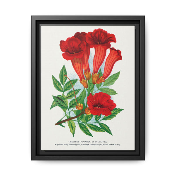 Trumpet flower lithograph. Digitally enhanced from our own original 1900 edition plates of Botanical Specimen published by Rochester Lithographing - NOMADEN ART GALLERY